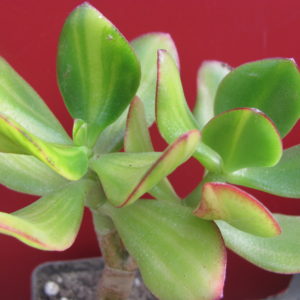 Crassula Solana