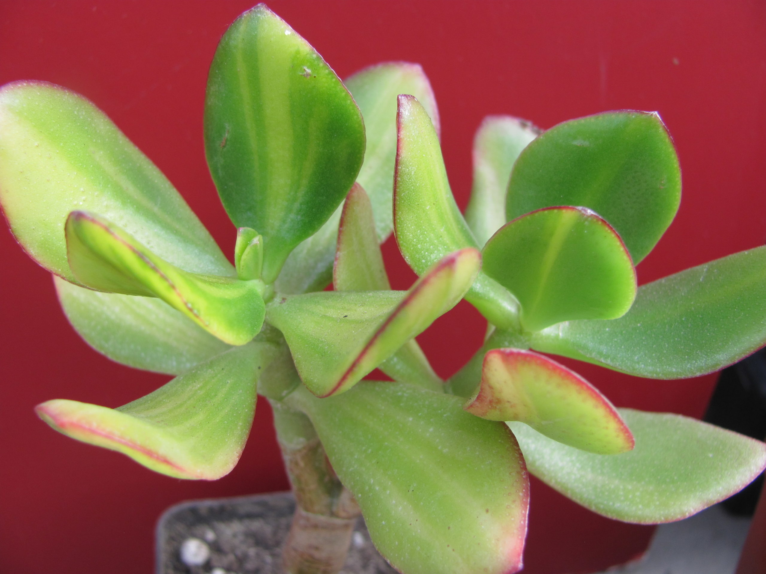 Crassula Solana
