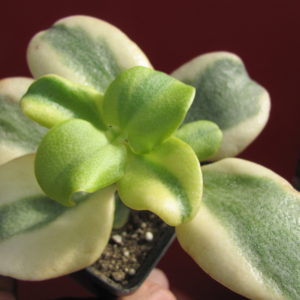 Crassula  multicava  variegata