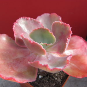 Echeveria  Zorro