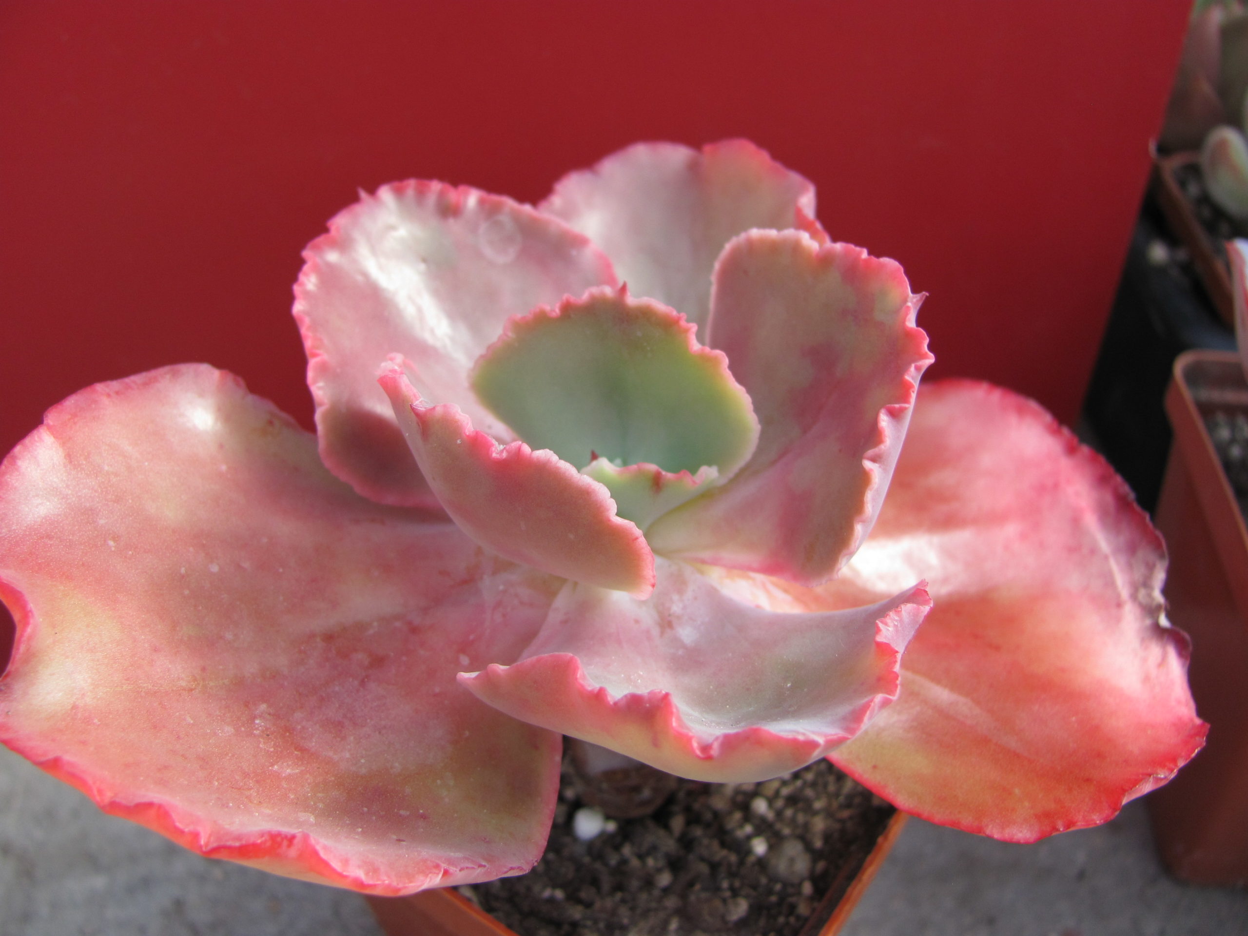 Echeveria  Zorro