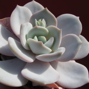 Echeveria   laui  hybr.