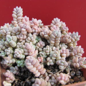 Sedum dasyphyllum