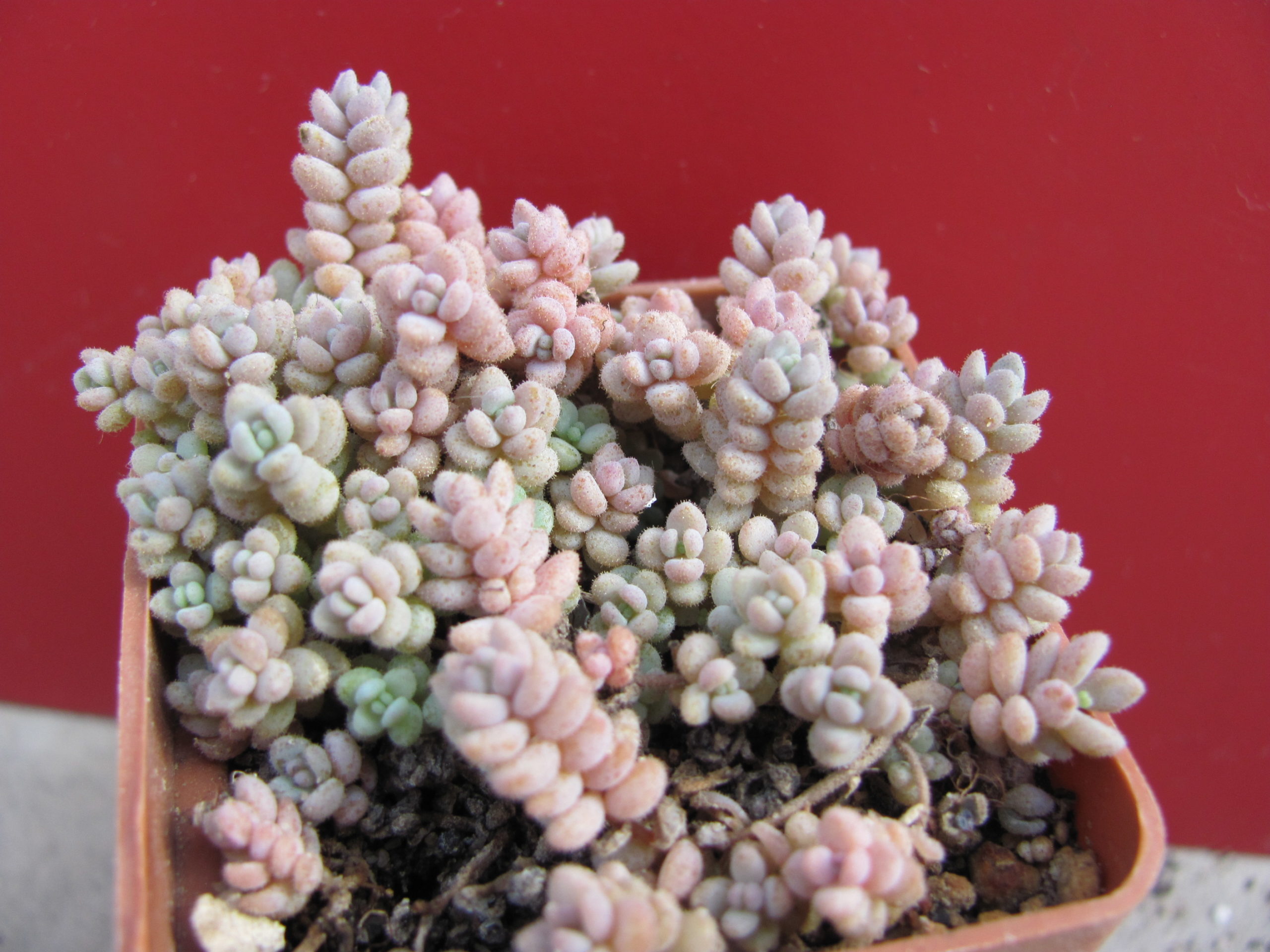 Sedum dasyphyllum