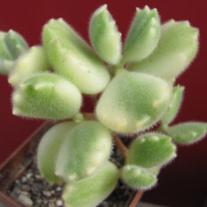 Cotyledon  tomentosa variegata