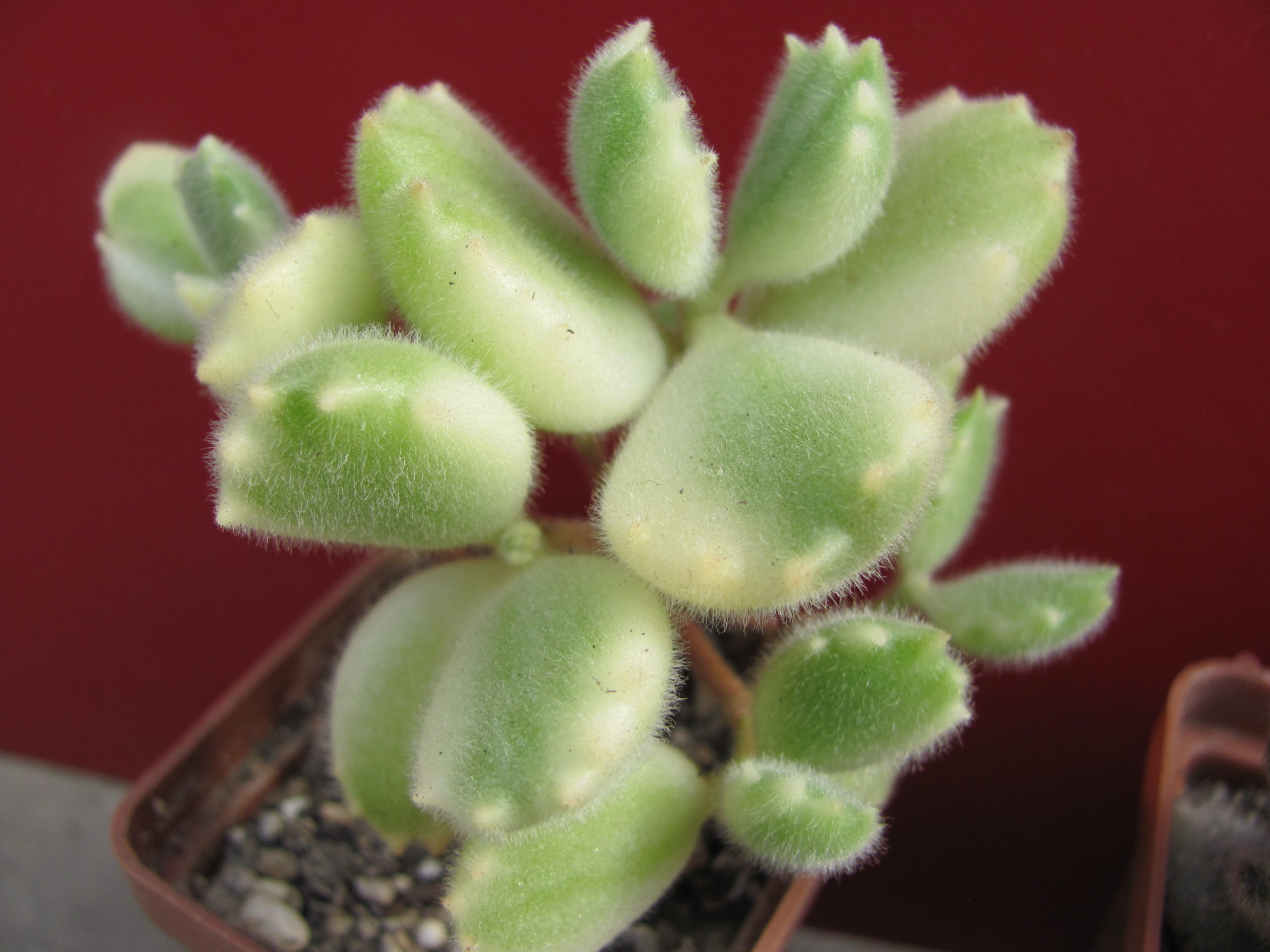 Cotyledon  tomentosa variegata