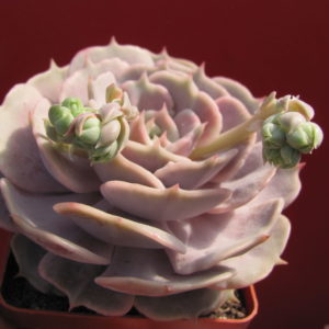 Echeveria hybr.