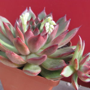 Echeveria