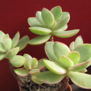 Crassula awaziesis variegata