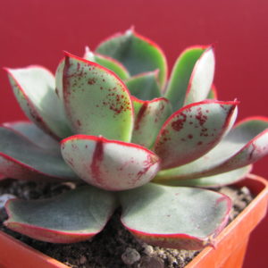 Echeveria   longissima  brahyantha