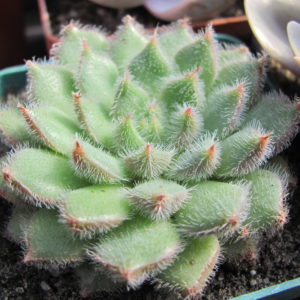 Echeveria  *Glitters*