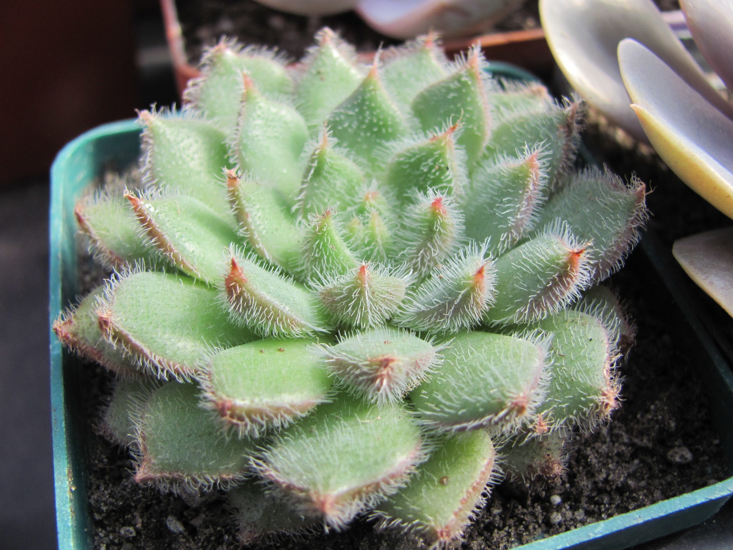 Echeveria  *Glitters*