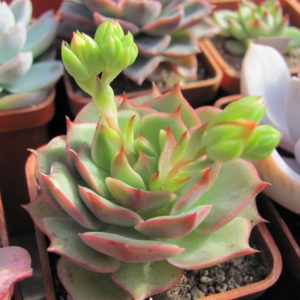 Echeveria ramillete