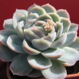 Echeveria Snowball