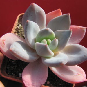 Echeveria Brumes