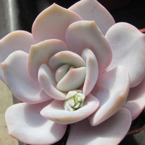 Echeveria laui hybr.