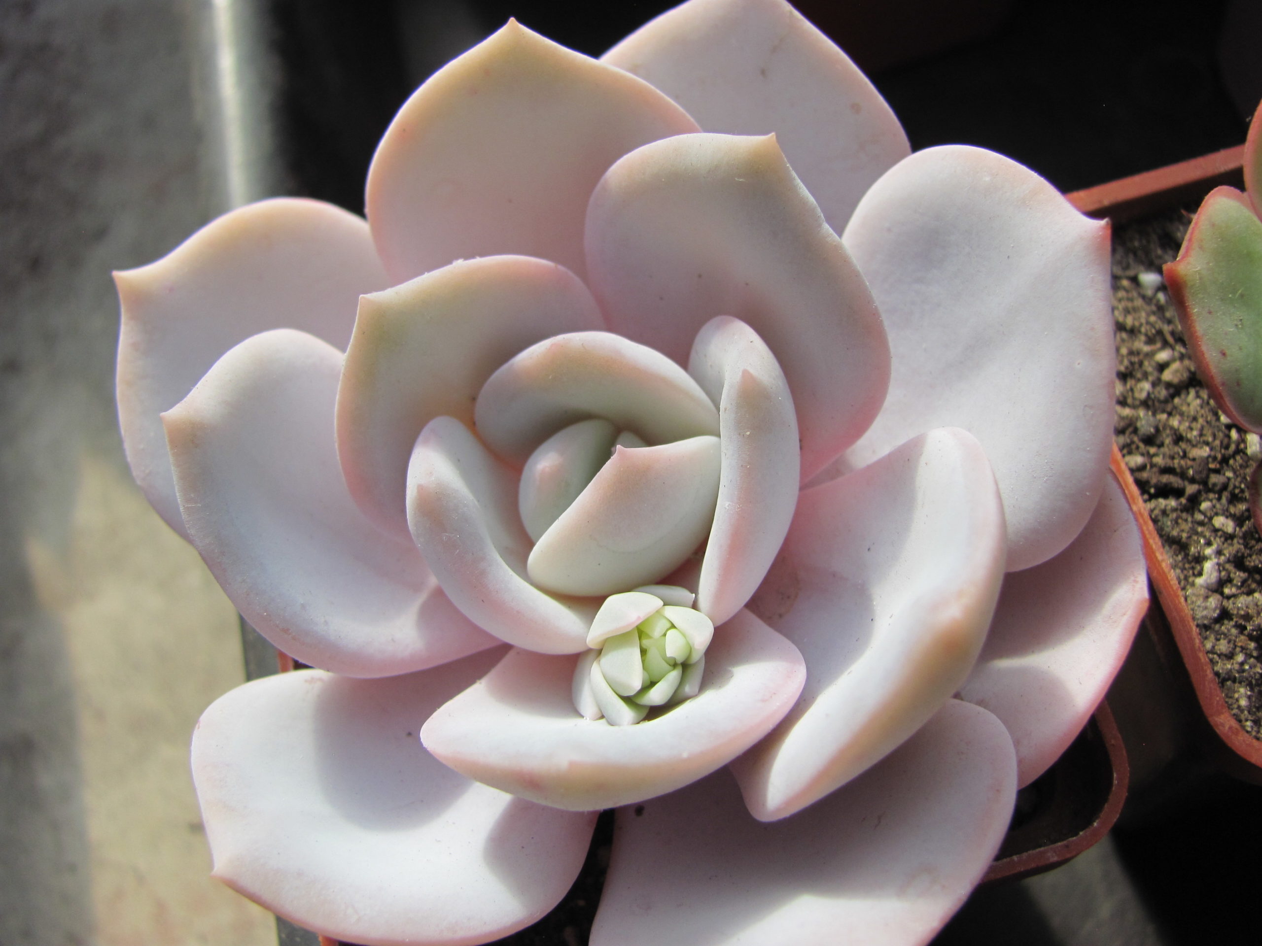 Echeveria laui hybr.