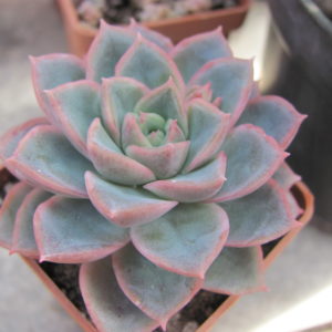 Echeveria  hybr.