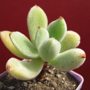 Echeveria leucotricha