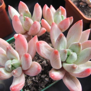 Echeveria hookeri