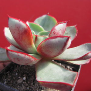 Echeveria  longissima  brachyantha
