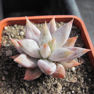 Echeveria tolimanensis
