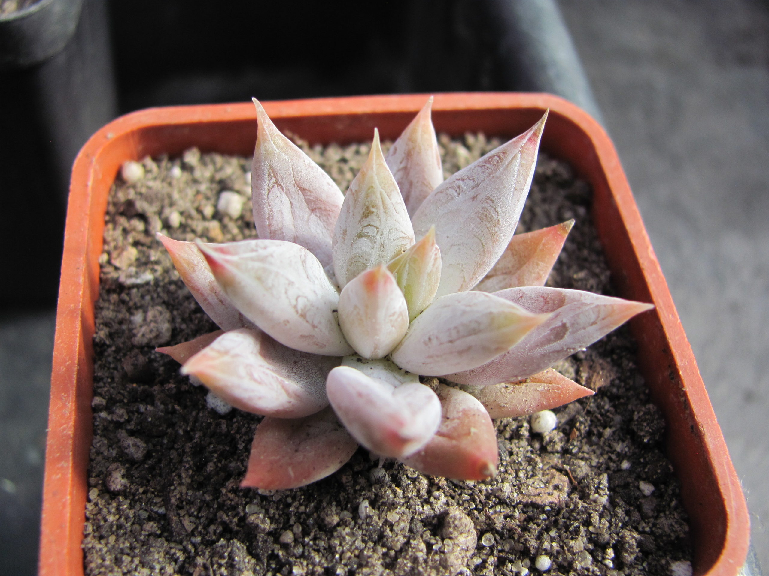 Echeveria tolimanensis