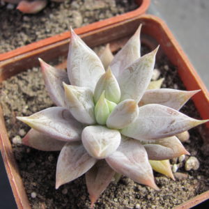 Echeveria tolimanensis
