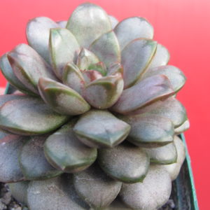 Echeveria amethorum