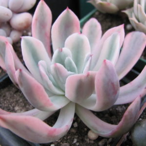 Echeveria howeyi variegata