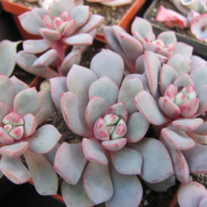 Echeveria  *Jelly Jem*   Red