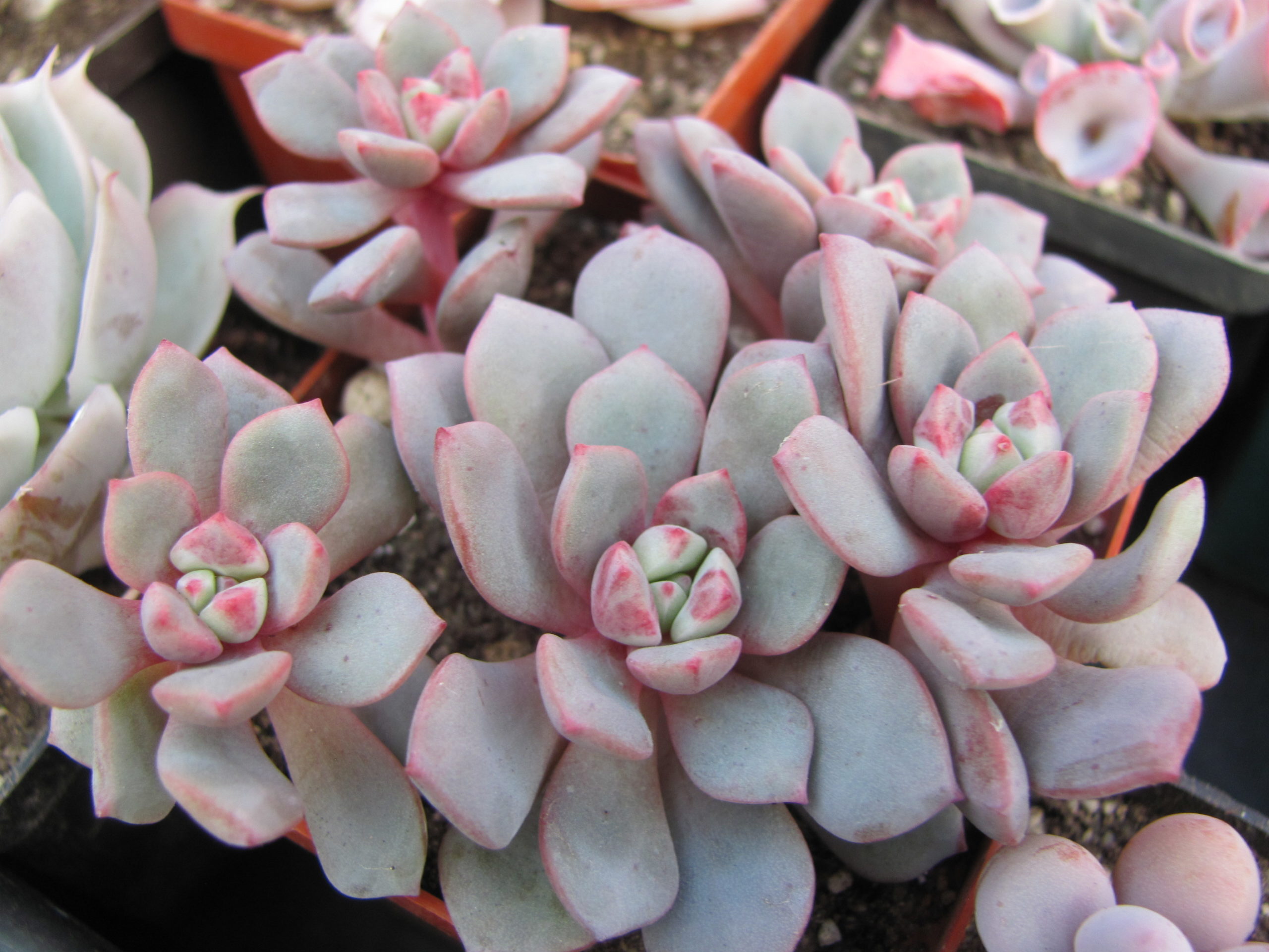 Echeveria  *Jelly Jem*   Red
