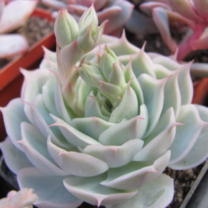 Echeveria Laguna Sanchez hybr.