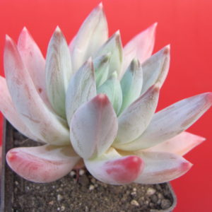 Echeveria hookeri