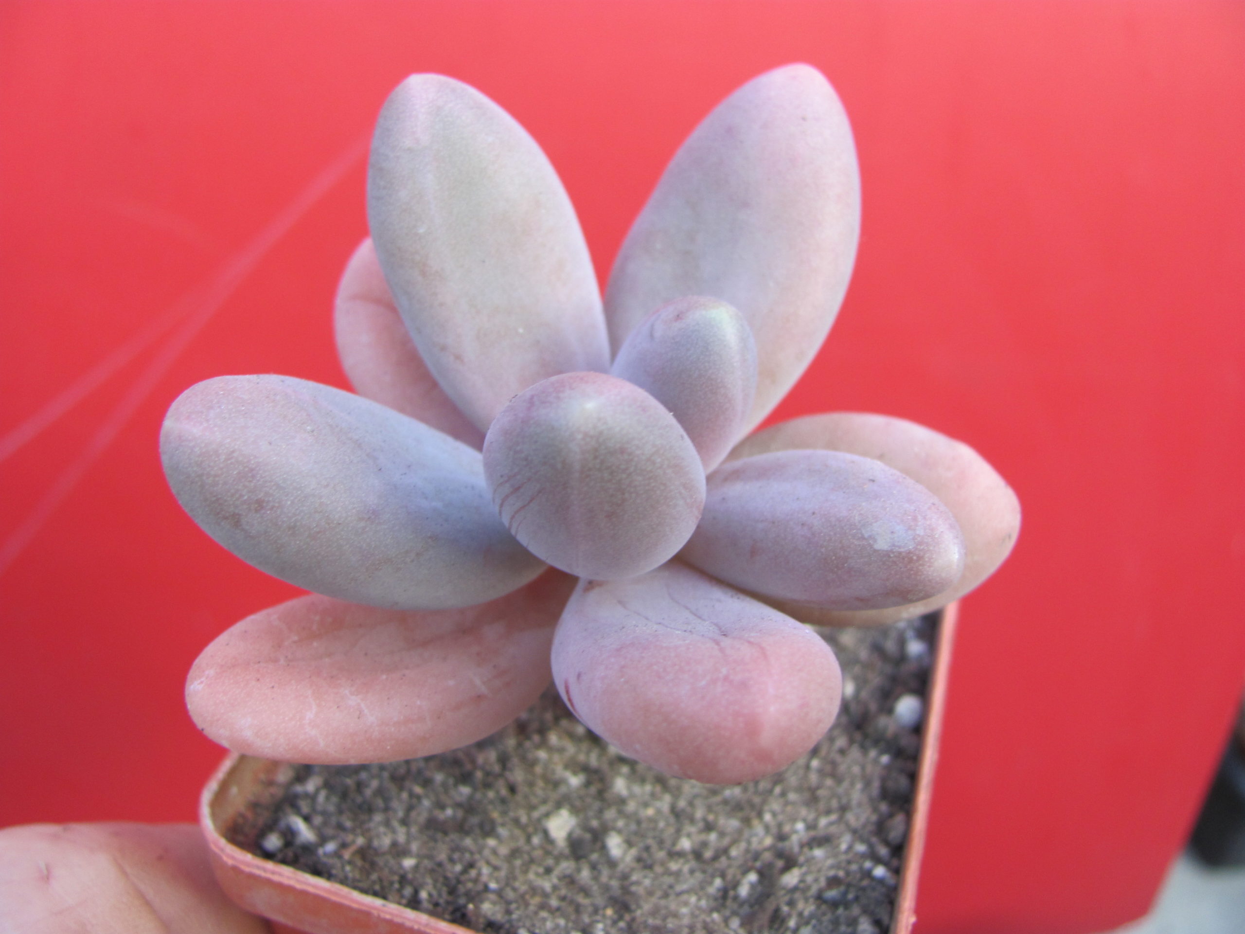 Pachyphytum  *Capitan Jessop*