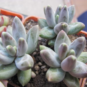 Pachyphytum compactum  *Purple Diamond*