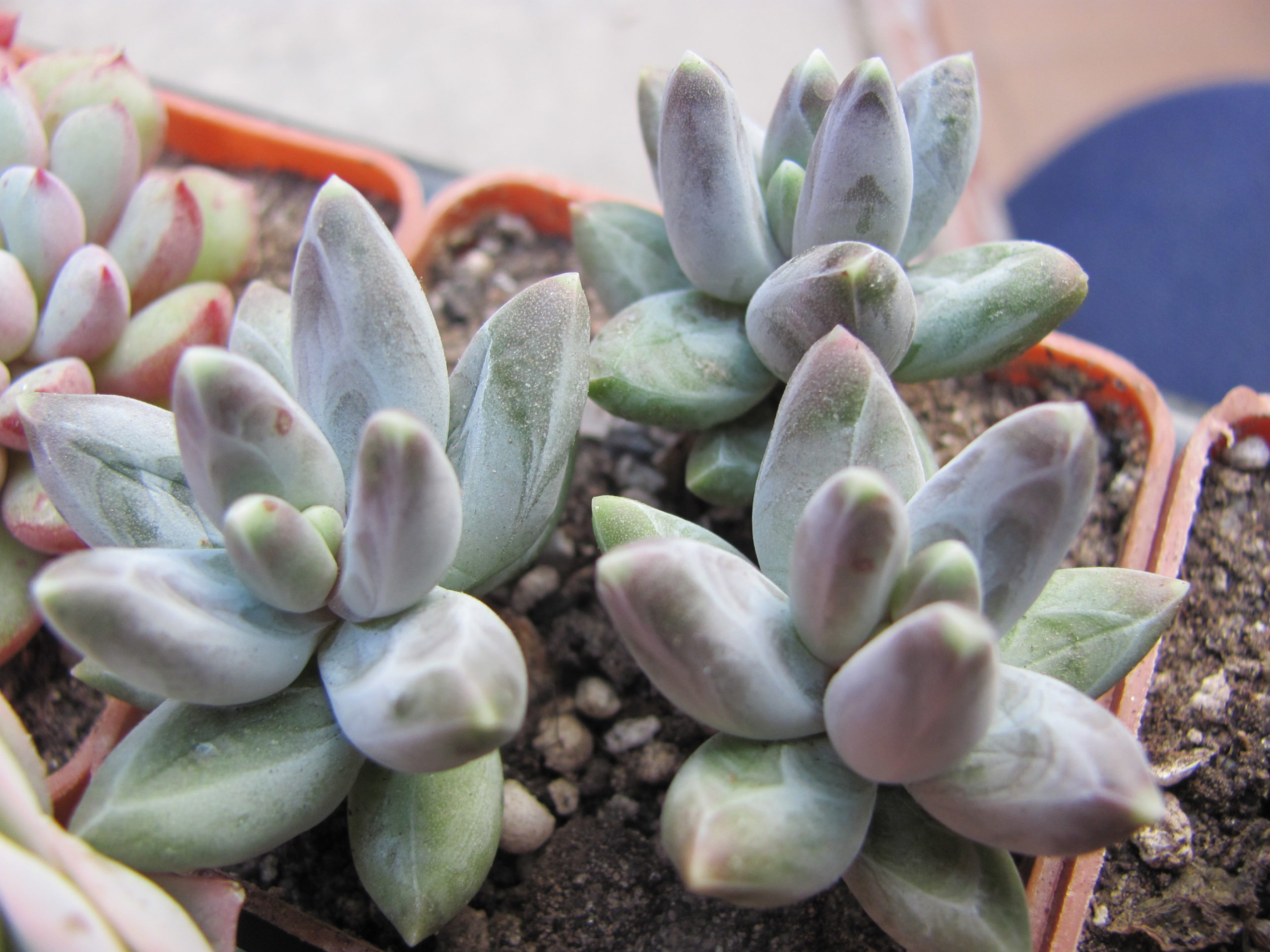 Pachyphytum compactum  *Purple Diamond*