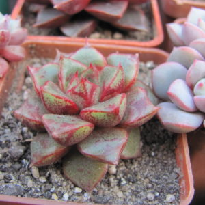 Echeveria purpusorum  hybr.