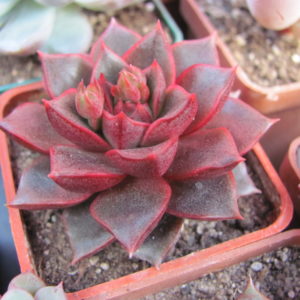 Echeveria purpusorum Red