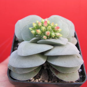 Crassula Morgans Beauny