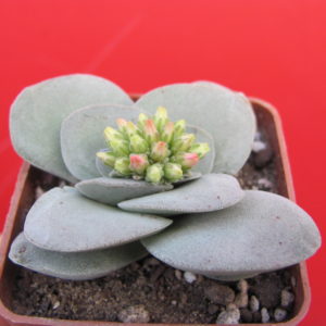 Crassula Morgans Beauty