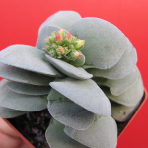 Crassula  Morgans Beauty