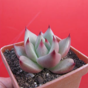 Echeveria  Romeo  F2