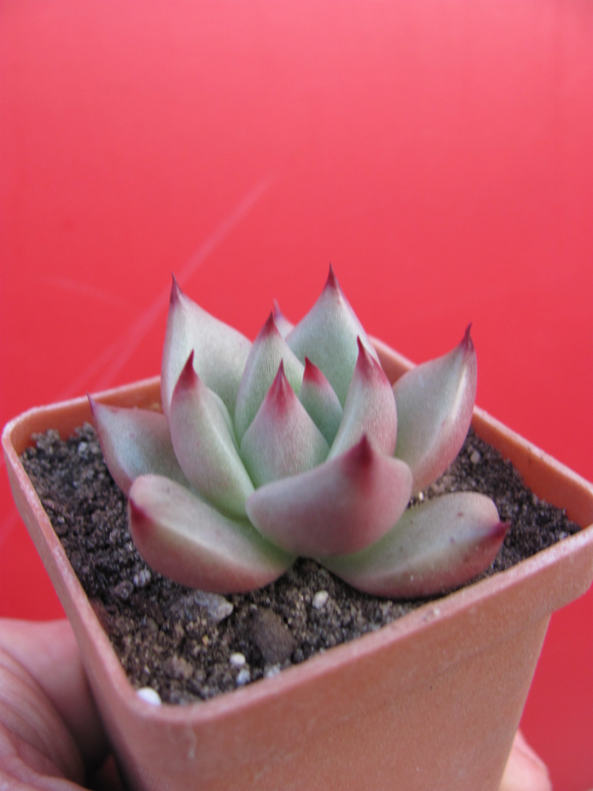 Echeveria  Romeo  F2