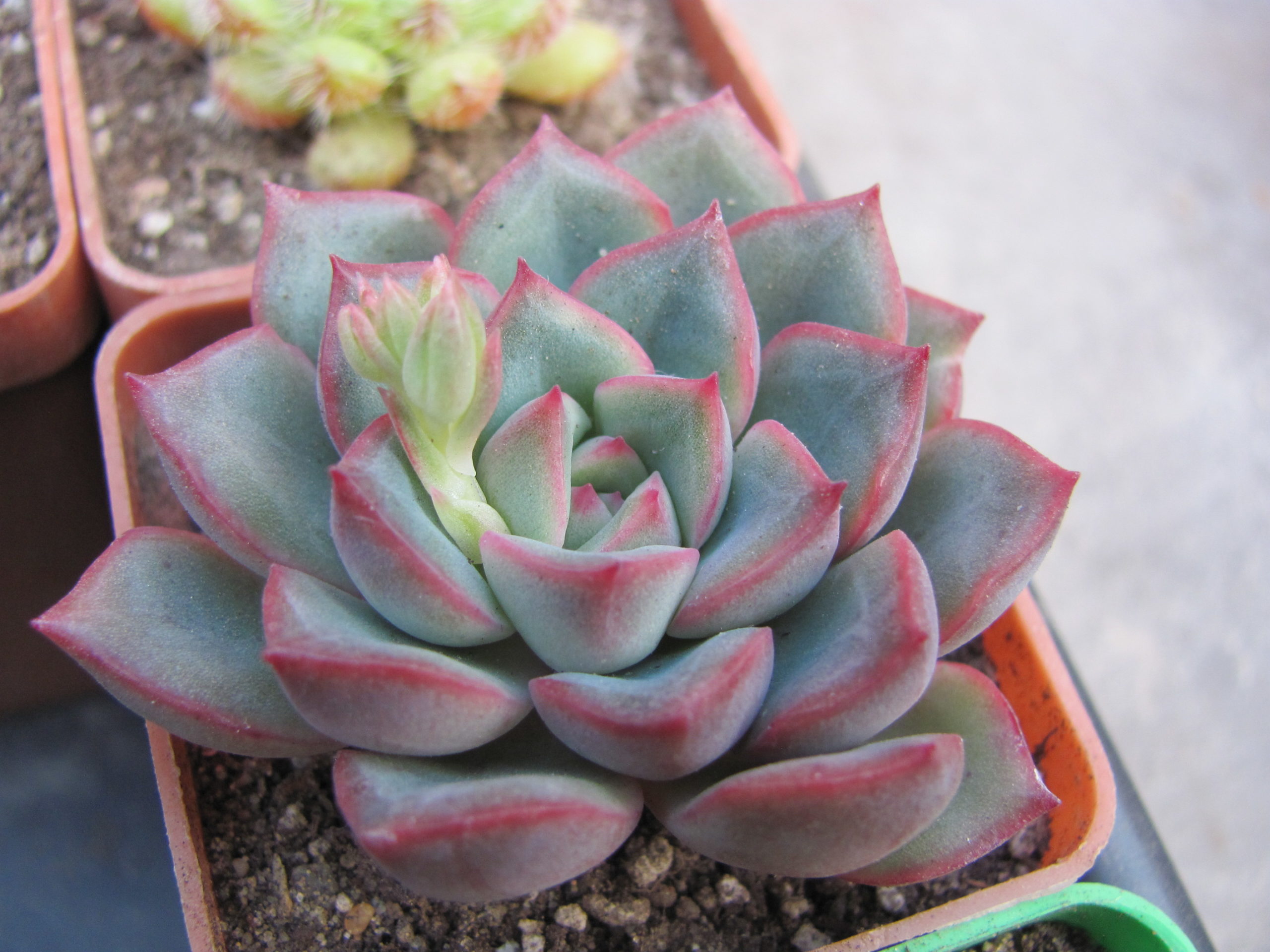 Echeveria  hybr.   #10