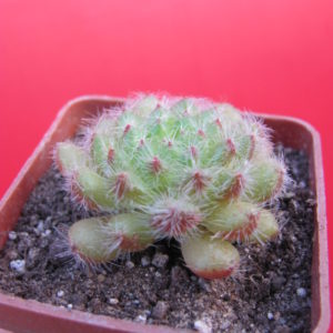 Echeveria setosa minor