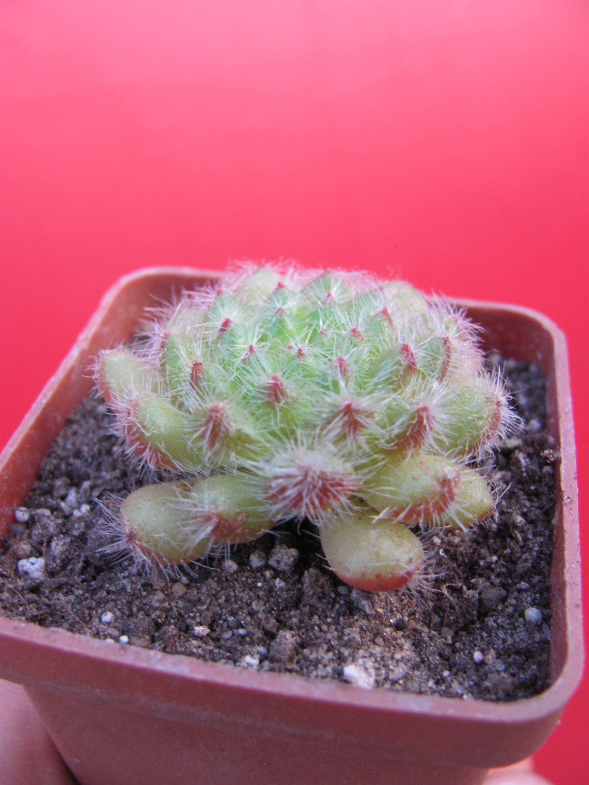 Echeveria setosa minor