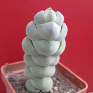 Crassula  plegmatoides