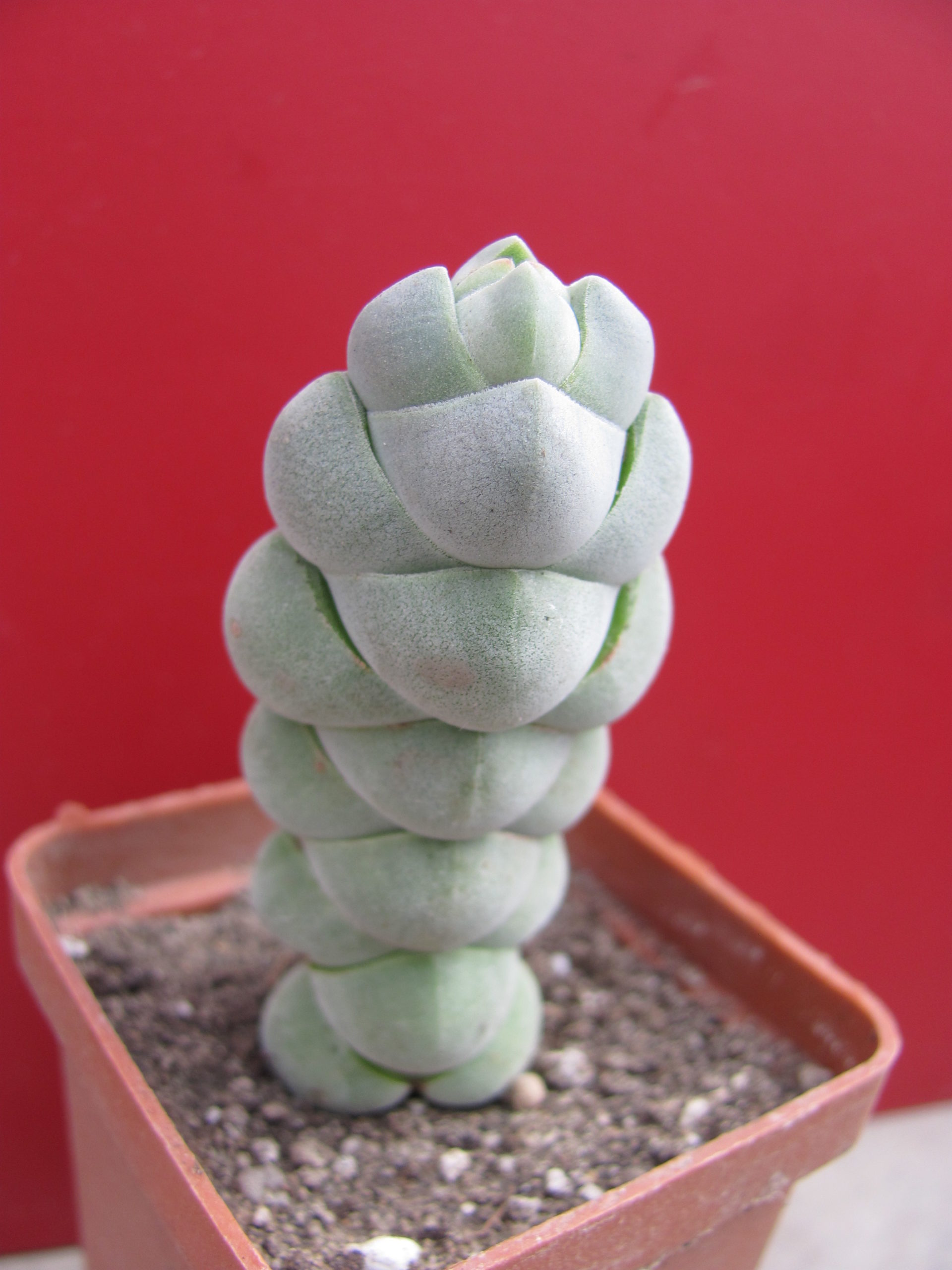 Crassula  plegmatoides