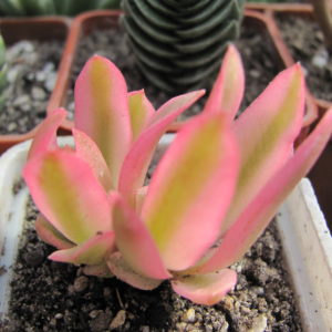 Crassula Campfire  variegata